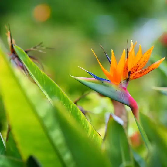 Maui Nui Botanical Gardens