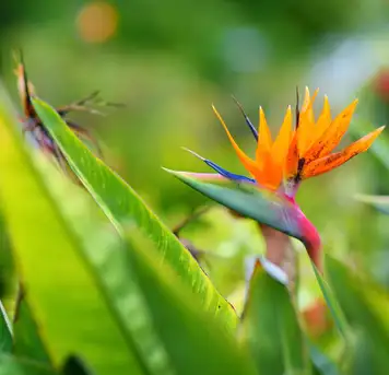 Maui Nui Botanical Gardens
