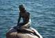 Little Mermaid Statue