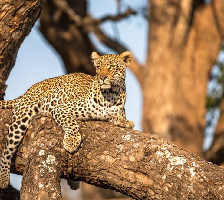 African Leopard