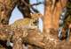 African Leopard