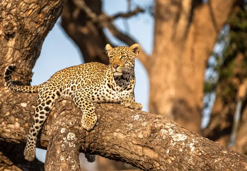 African Leopard