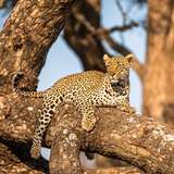 Image related to African Leopard