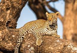 IgluCruise.Application.ViewModels.Shared.WebImageViewModel?.Description