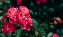 Image related to Sakaidaiba Park