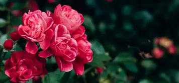 Image related to Sakaidaiba Park