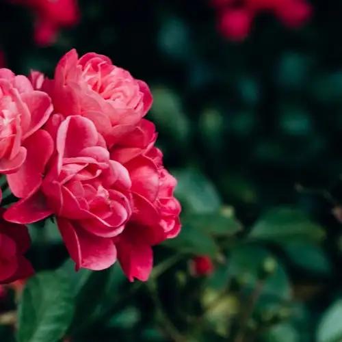 Image related to Sakaidaiba Park