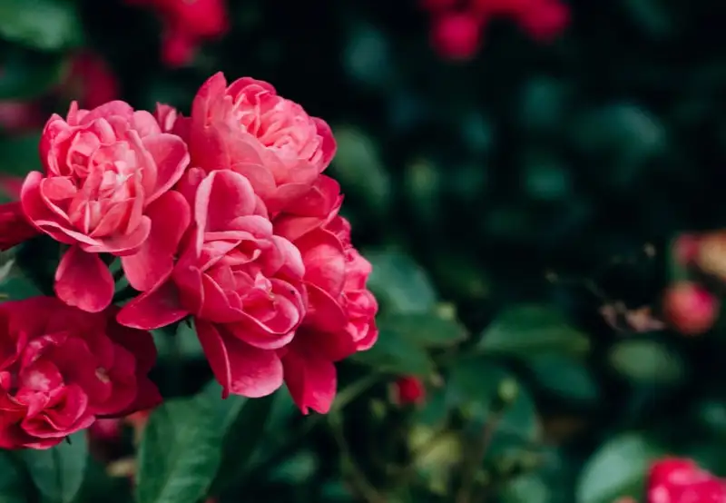 Image related to Sakaidaiba Park