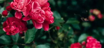 Image related to Sakaidaiba Park