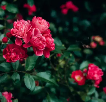 Image related to Image related to Sakaidaiba Park