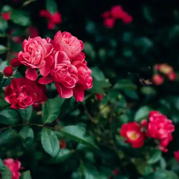 Image related to Image related to Sakaidaiba Park