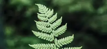 Image related to Duarte Central Park