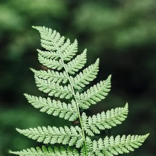 Image related to Duarte Central Park