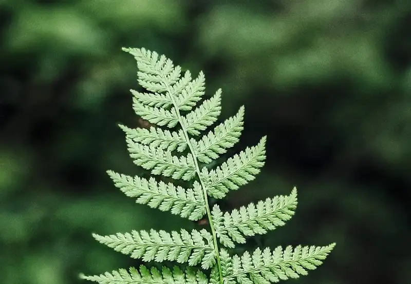 Image related to Duarte Central Park