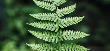 Image related to Duarte Central Park