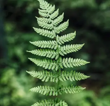 Image related to Duarte Central Park