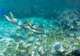 Snorkeling at the Beach