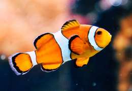 IgluCruise.Application.ViewModels.Shared.WebImageViewModel?.Description