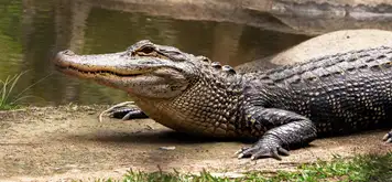 Image related to Crocosaurus Cove