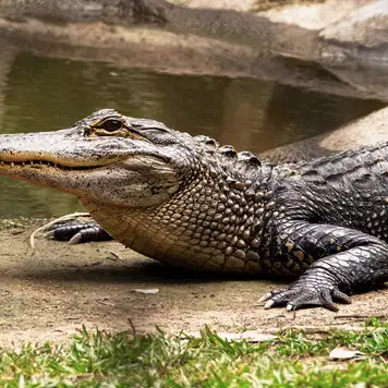 Image related to Crocosaurus Cove