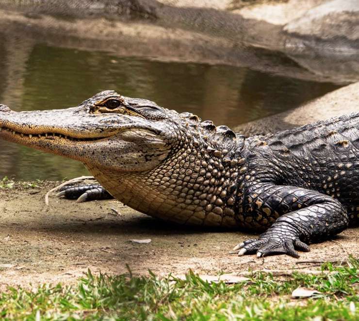 Crocosaurus Cove