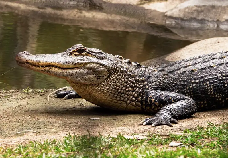 Crocosaurus Cove