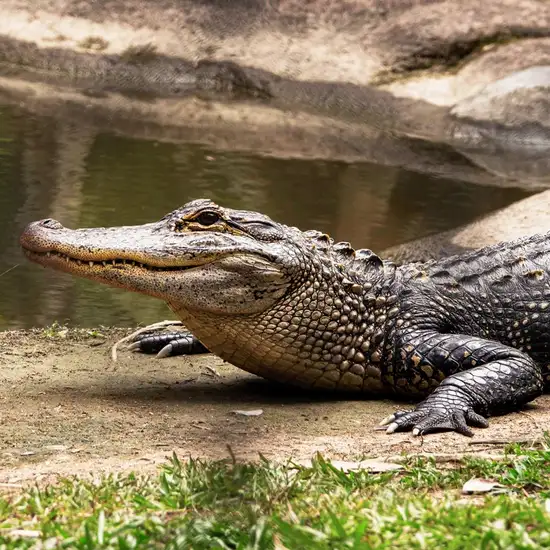 Image related to Image related to Crocosaurus Cove