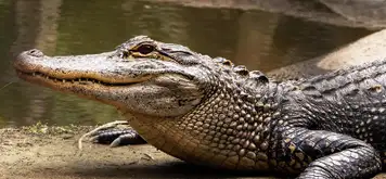 Image related to Crocosaurus Cove