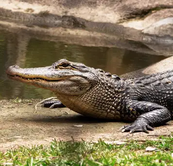 Image related to Crocosaurus Cove