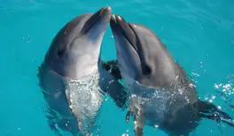 Image related to Aquarium