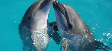 Image related to Aquarium