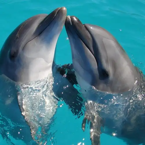 Image related to Image related to Aquarium