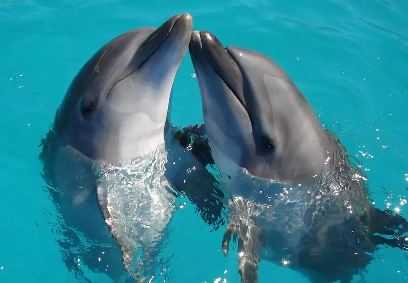 Image related to Aquarium