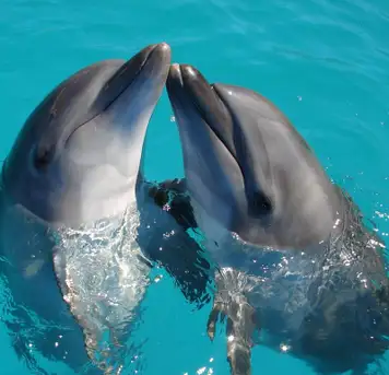 Image related to Aquarium