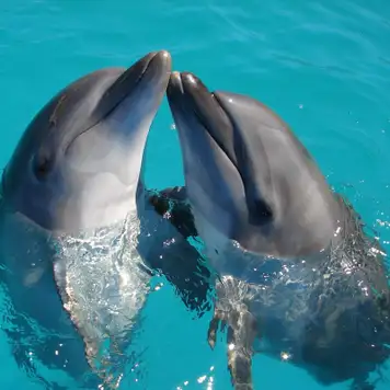 Image related to Aquarium