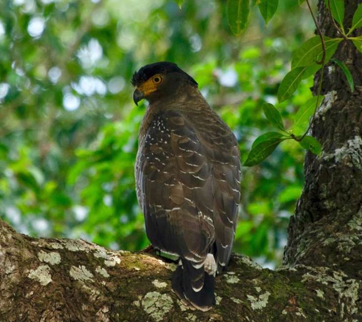 Crested Serpent Eagle