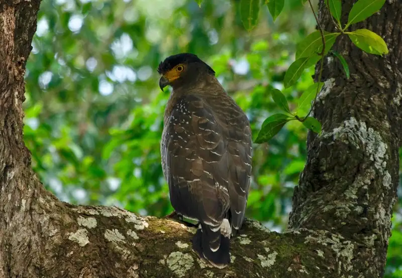 Crested Serpent Eagle
