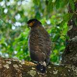 Image related to Crested Serpent Eagle