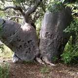 Image related to Wildlife Viewing