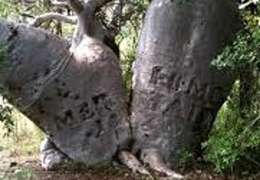 IgluCruise.Application.ViewModels.Shared.WebImageViewModel?.Description