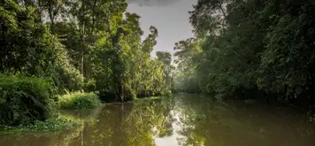 Image related to Cruise - Lower Kinabatangan River