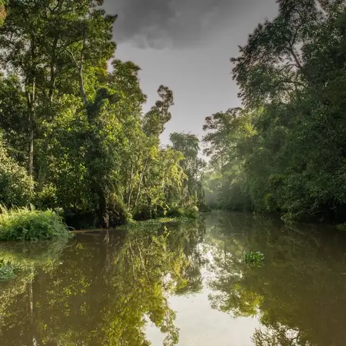 Image related to Cruise - Lower Kinabatangan River