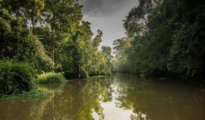 Cruise - Lower Kinabatangan River
