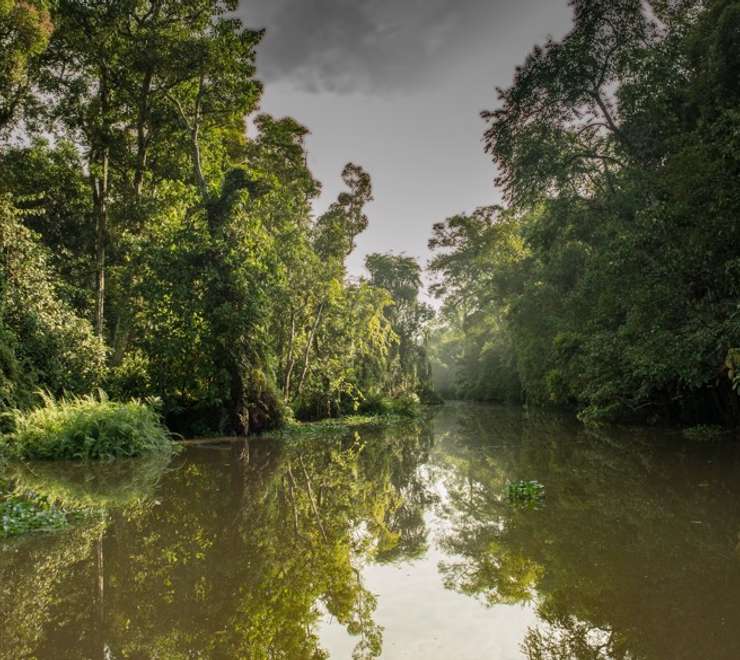 Cruise - Lower Kinabatangan River