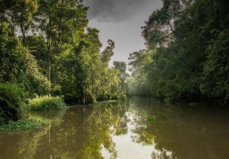 Cruise - Lower Kinabatangan River