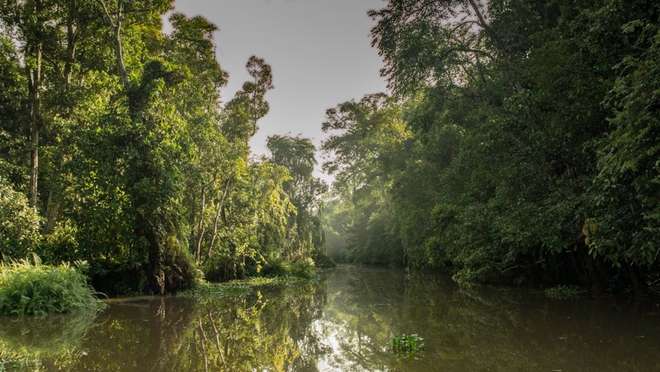Cruise the Lower Kinabatangan River