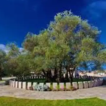 Image related to Old Olive Tree