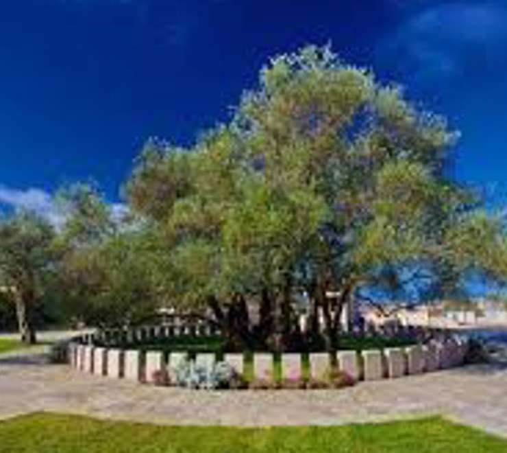 Old Olive Tree