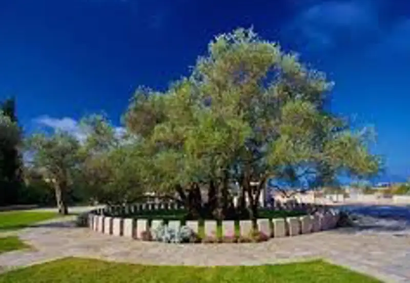 Old Olive Tree