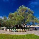 Image related to Old Olive Tree